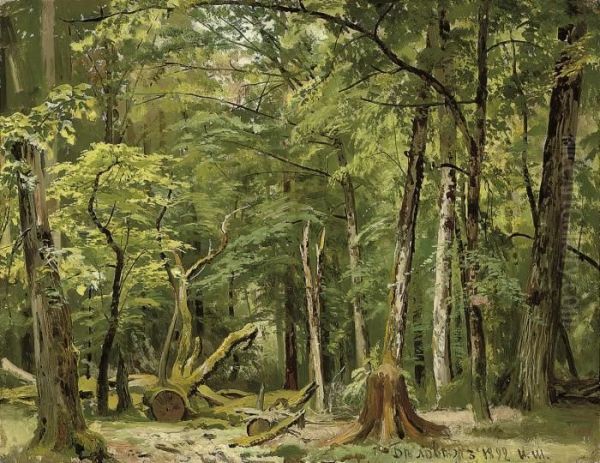 Summer In The Belovezh Forest - view 1