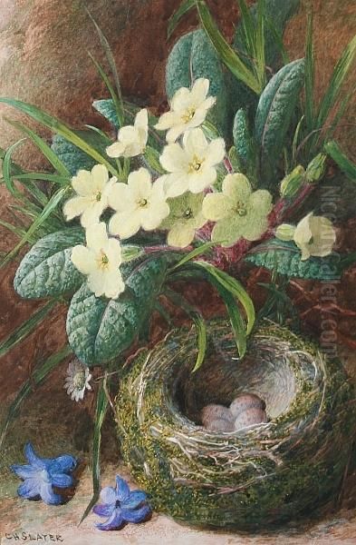 Primroses - view 1
