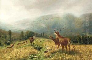 Stags in an extensive landscape