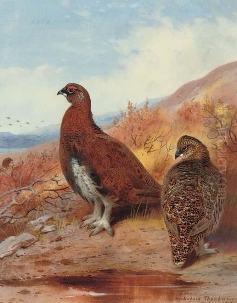 A Pair Of Red Grouse, In Moorland - view 1