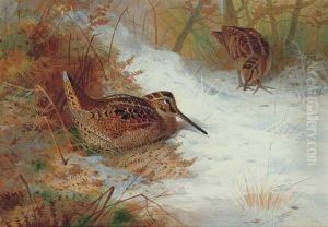 Woodcock In Snow
