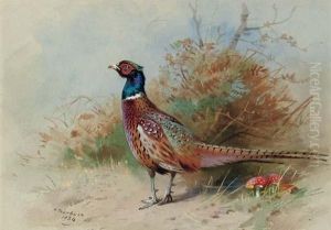 A Cock Pheasant