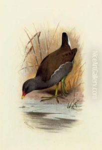 Water Hen Or Moorhen, Gallinula Chloropus by Archibald Thorburn