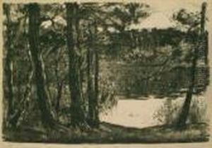 Birken Und Kiefern Am See
