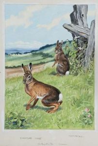 European Hare And Cottontail Rabbit by Jacob Bates Abbott