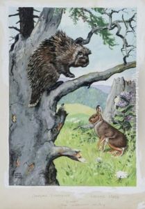 Canadian Porcupine And Hare