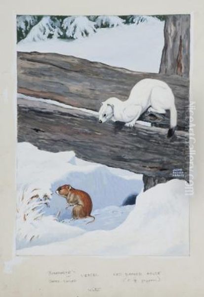 "bonaparte's Or Short-tailed Weasel And Red-backed Mouse. Winter - view 1