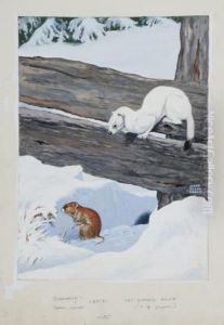 "bonaparte's Or Short-tailed Weasel And Red-backed Mouse. Winter by Jacob Bates Abbott