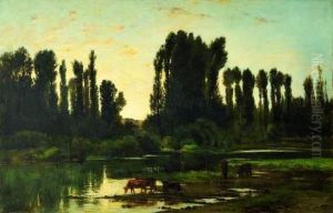 Troupeau Au Bord De La Riviere Ou Le Soir Dans Les Iles