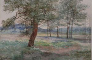 Arbres Dans La Prairie