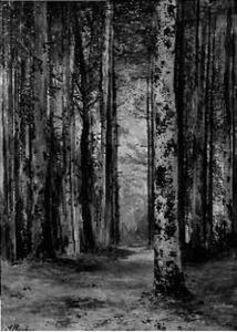 Sous-bois