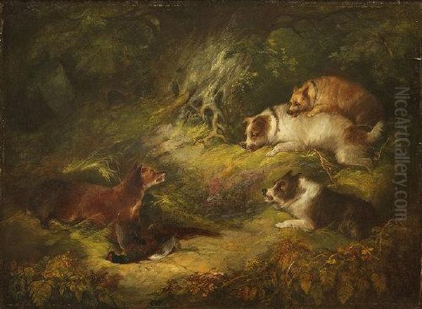 Terriers Surprising A Fox With Its Kill Of A Cock Pheasant - view 1