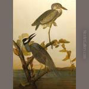 Yellow-crowned Heron by John James Audubon