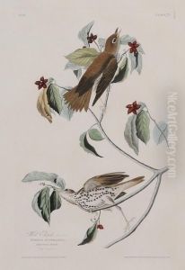 The Birds Of America by John James Audubon