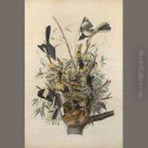 The Mocking Bird by John James Audubon