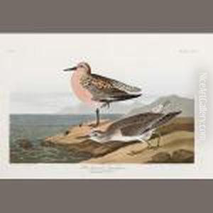 Red-breasted Sandpiper. Tringa Islandica by John James Audubon