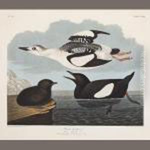 Black Guillemot. Uria Grylle by John James Audubon
