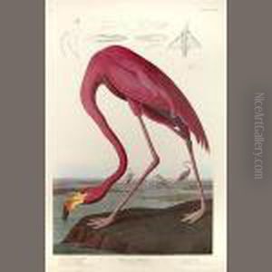 The Birds Of America