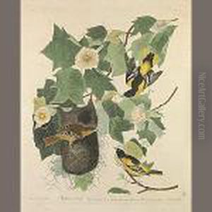 Baltimore Oriole by John James Audubon