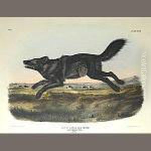 Black American Wolf by John James Audubon