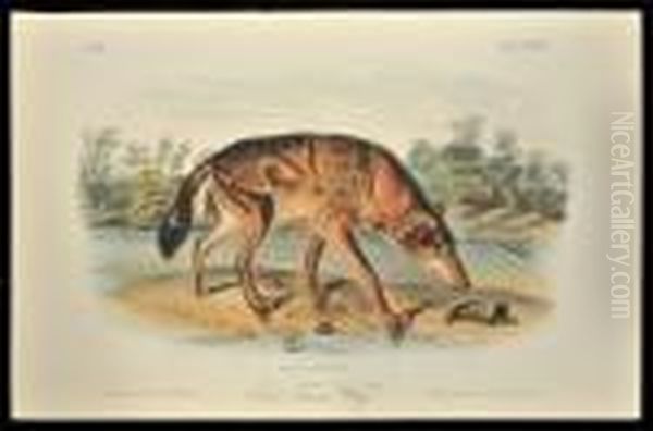 Red Texan Wolf - view 1
