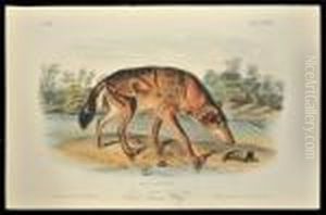 Red Texan Wolf by John James Audubon