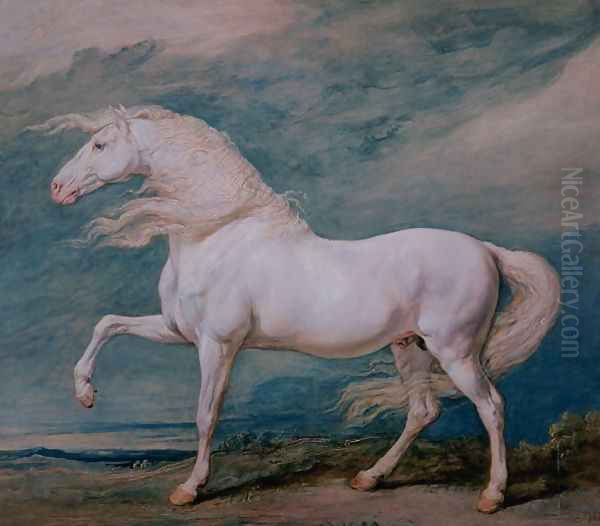 Adonis, a white stallion - view 1