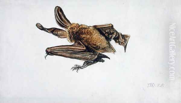 A Bat - view 1
