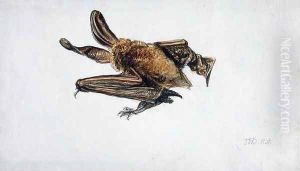 A Bat by James Ward