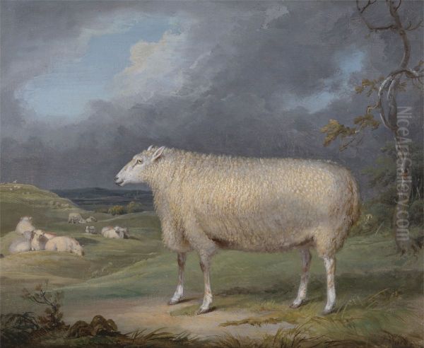 A Border Leicester Ewe - view 1