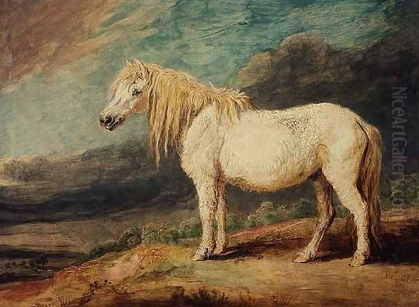 Shetland Pony - view 1