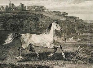 Cossack Horse, from Celebrated Horses, a set of fourteen racing prints published by the artist, 1823-24 by James Ward