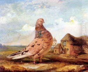 A Fancy Pigeon