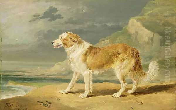 Rough-coated Collie, 1809 - view 1