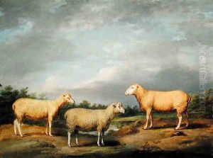 Ryelands Sheep, the King's Ram, the Kings Ewe and Lord Somervilles Wether, c.1801-07 by James Ward