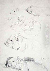 Studies of Pigs