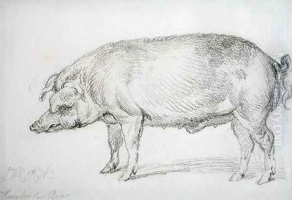 Hereford Boar, c.1803-04 - view 1