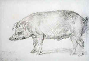 Hereford Boar, c.1803-04 by James Ward