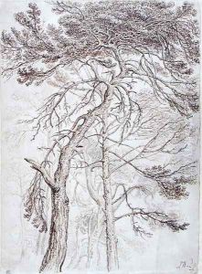 Study of Trees Study of Trees