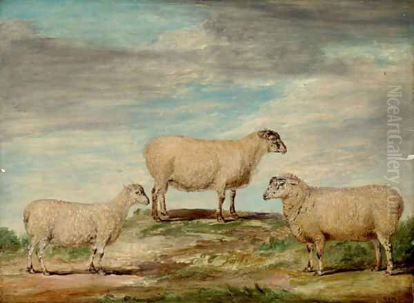 Elman's South Down Ram - view 1