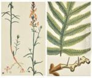 Polypodium Aureaum Polipode Dore & Antirrhinum Reticulatum by Basilius Besler