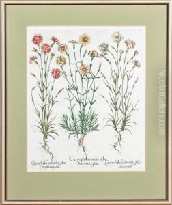 Plate From Hortus Eystettensis