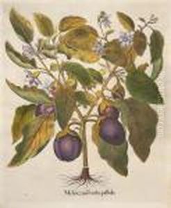 Melanzana Fructu Pallido