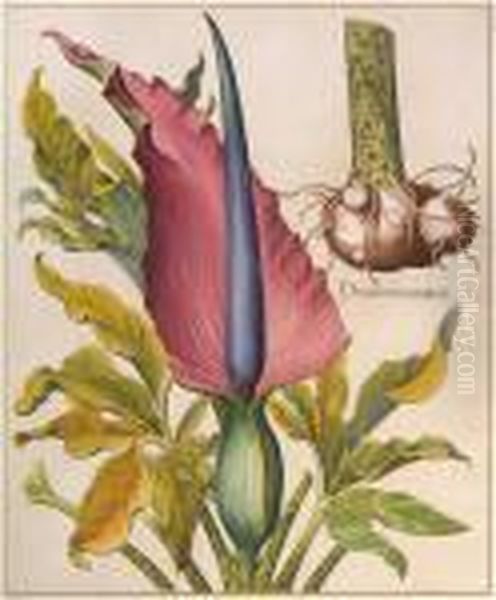 Dracontium Maius - view 1