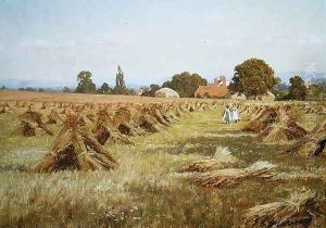 Cornfields at Fittleworth