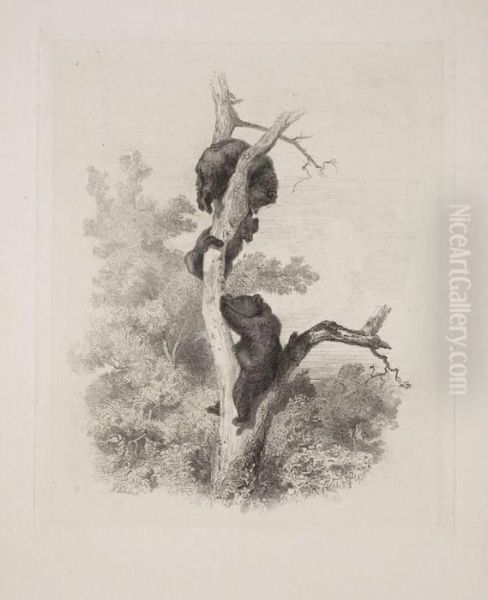 Cerfs De Virginie - view 1