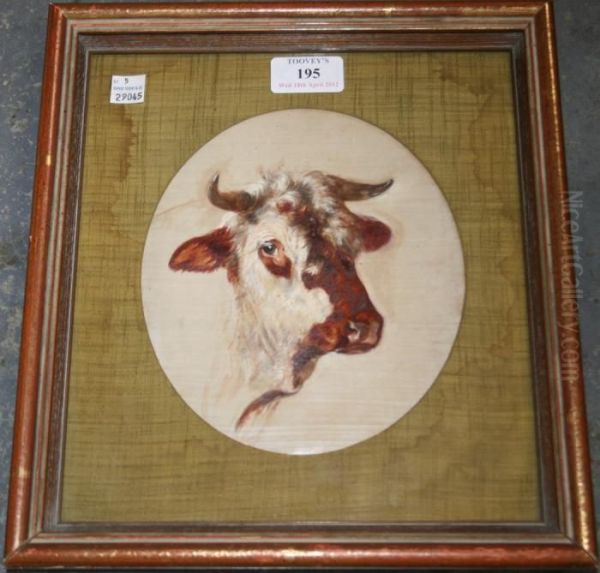 Oval Study Of A Cow's Head - view 1