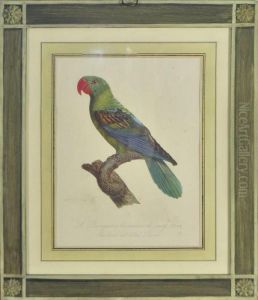 Le Perroquet A Bec Couleur De Sang by George Louis Leclerc Buffon