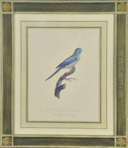 La Perruche Banks. by George Louis Leclerc Buffon