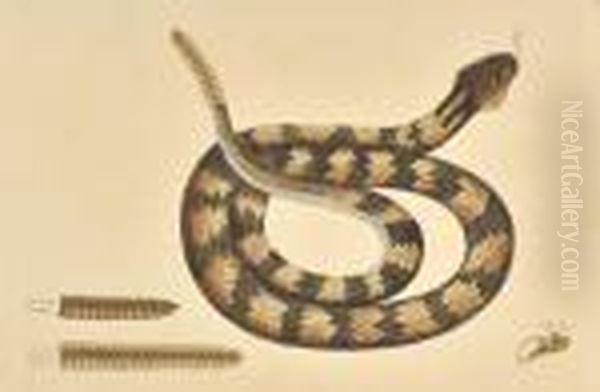 Vipera Caudisona - view 1